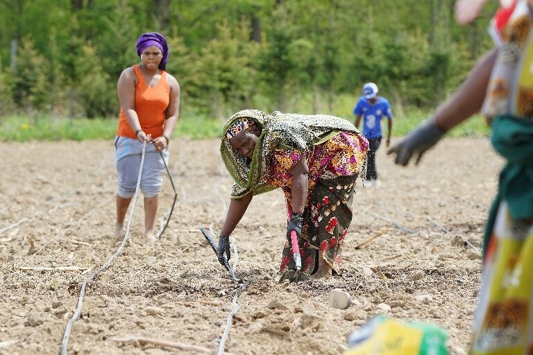 'လယ်ယာစိုက်ပျိုးခြင်းသည် လှပသည်'- ရွှေ့ပြောင်းနေထိုင်သူများ၊ ဒုက္ခသည်များသည် Orchard Park မြေပေါ်တွင် ၎င်းတို့၏ အမြစ်များနှင့် ချိတ်ဆက်ကြသည်။
